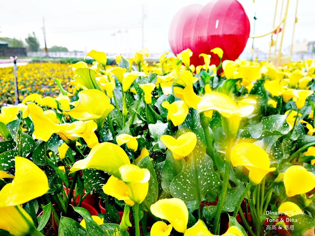 12-1桃園彩色海芋季.JPG