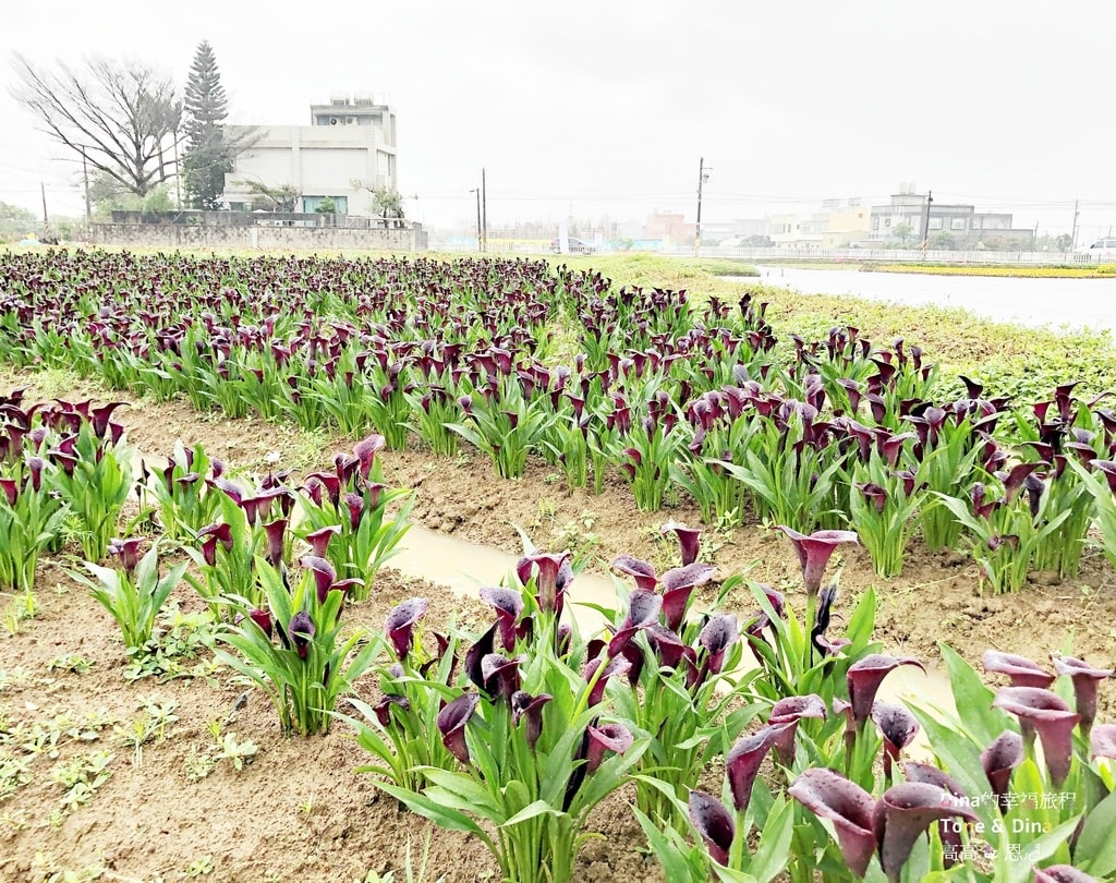 24-1桃園彩色海芋季.JPG