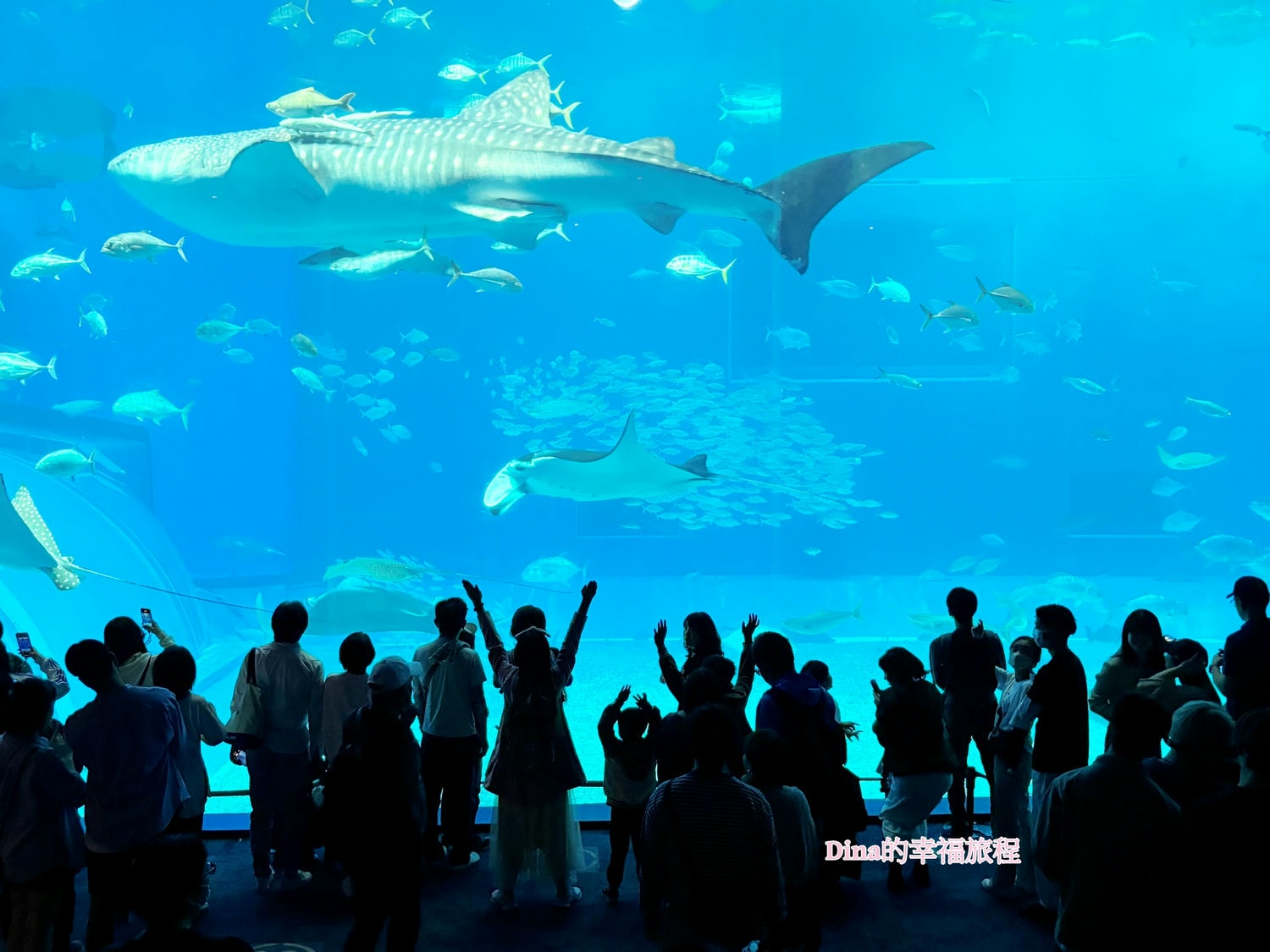 沖繩景點】美麗海水族館。欣賞鯨鯊悠游之美。沖繩親子旅遊必訪/最佳雨天備案– Dina的幸福旅程