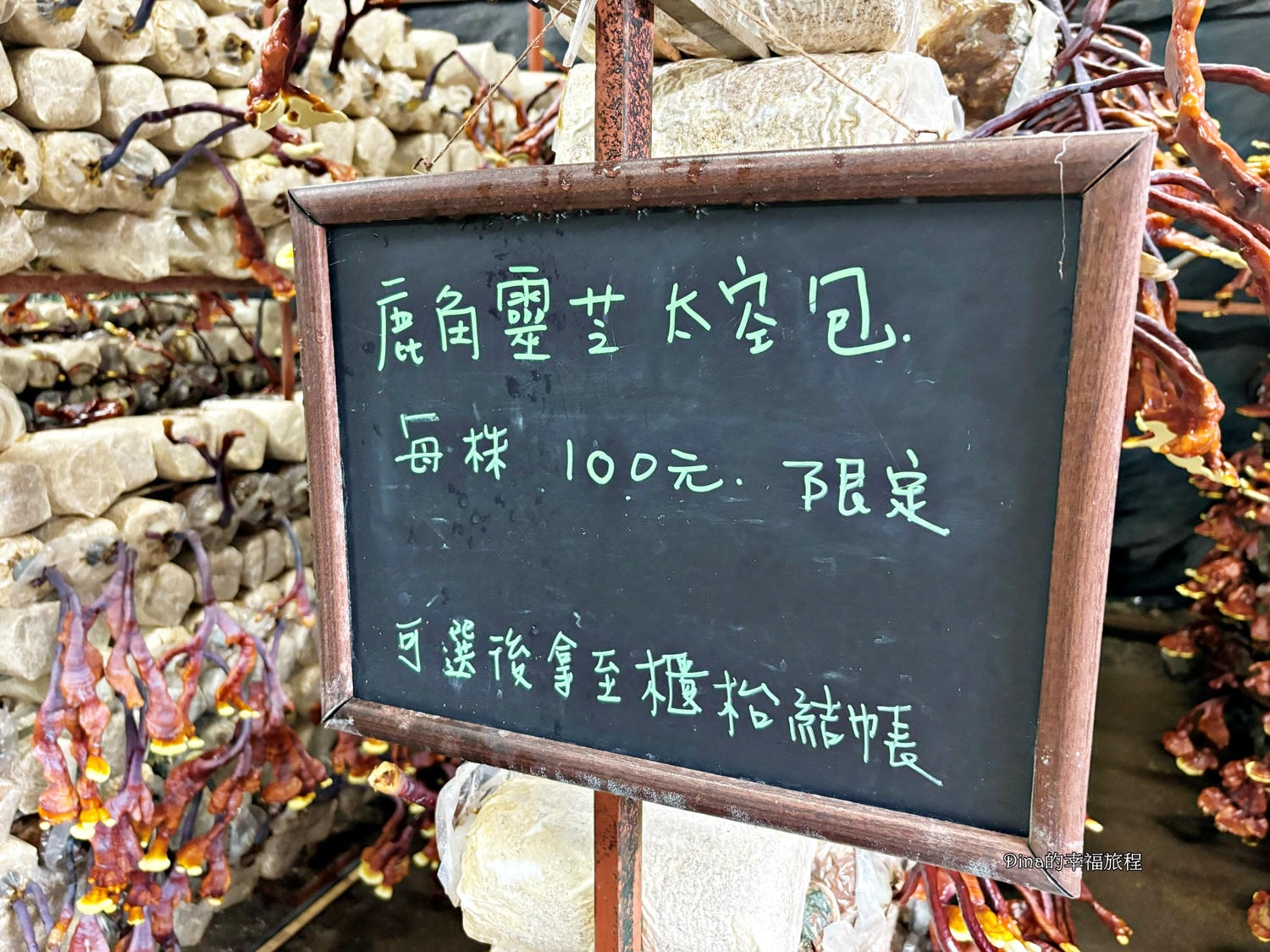 【南投景點】豐年靈芝菇類生態農場。免門票親子採香菇景點/認識各種類香菇/多款香菇週邊商品伴手禮/認識雞母蟲/南投雨天備案景點
