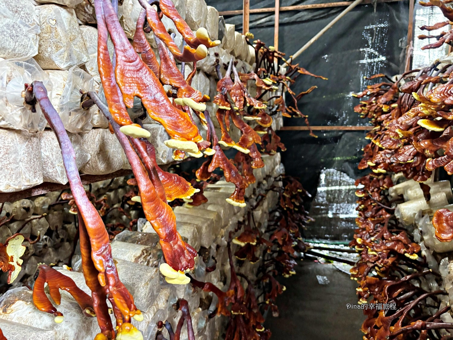 【南投景點】豐年靈芝菇類生態農場。免門票親子採香菇景點/認識各種類香菇/多款香菇週邊商品伴手禮/認識雞母蟲/南投雨天備案景點 - 第15張圖 【南投景點】豐年靈芝菇類生態農場。免門票親子採香菇景點/認識各種類香菇/多款香菇週邊商品伴手禮/認識雞母蟲/南投雨天備案景點