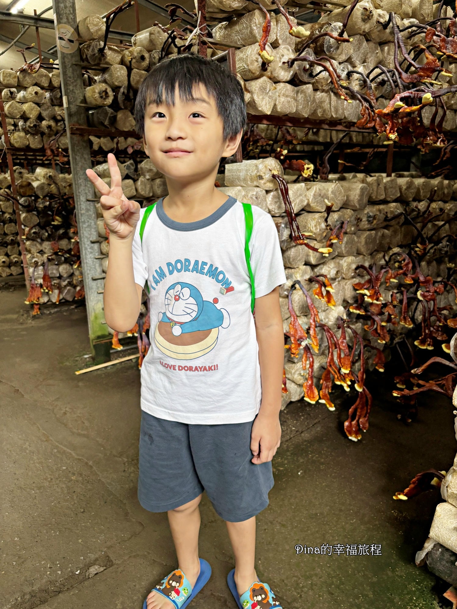 【南投景點】豐年靈芝菇類生態農場。免門票親子採香菇景點/認識各種類香菇/多款香菇週邊商品伴手禮/認識雞母蟲/南投雨天備案景點 - 第16張圖 【南投景點】豐年靈芝菇類生態農場。免門票親子採香菇景點/認識各種類香菇/多款香菇週邊商品伴手禮/認識雞母蟲/南投雨天備案景點