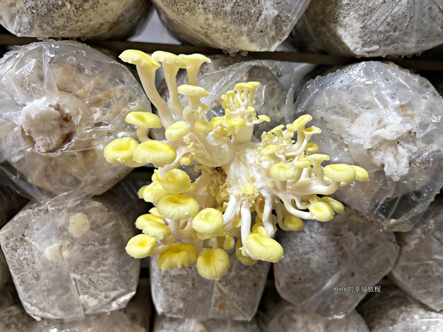 【南投景點】豐年靈芝菇類生態農場。免門票親子採香菇景點/認識各種類香菇/多款香菇週邊商品伴手禮/認識雞母蟲/南投雨天備案景點