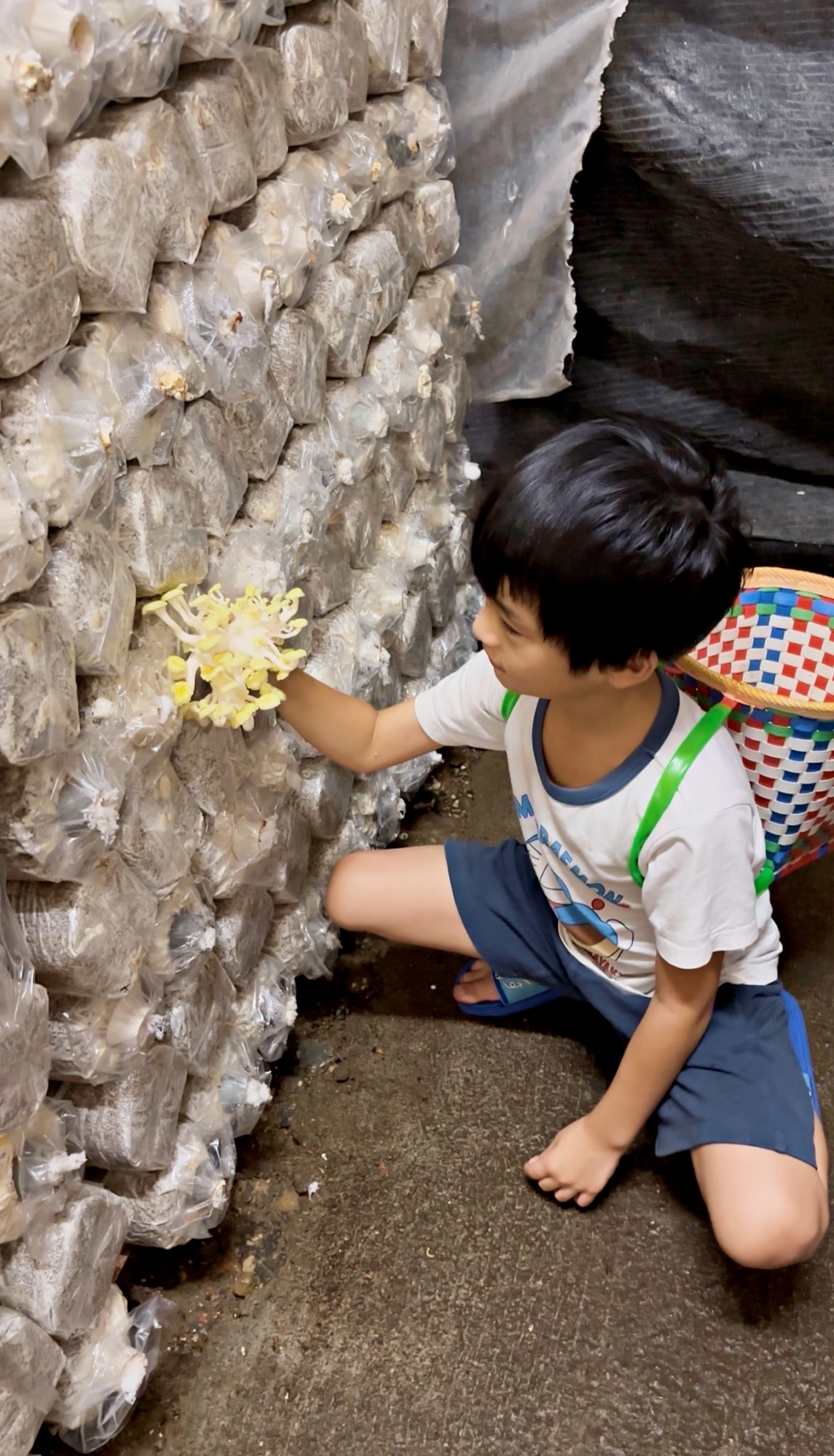 【南投景點】豐年靈芝菇類生態農場。免門票親子採香菇景點/認識各種類香菇/多款香菇週邊商品伴手禮/認識雞母蟲/南投雨天備案景點 - 第19張圖 【南投景點】豐年靈芝菇類生態農場。免門票親子採香菇景點/認識各種類香菇/多款香菇週邊商品伴手禮/認識雞母蟲/南投雨天備案景點