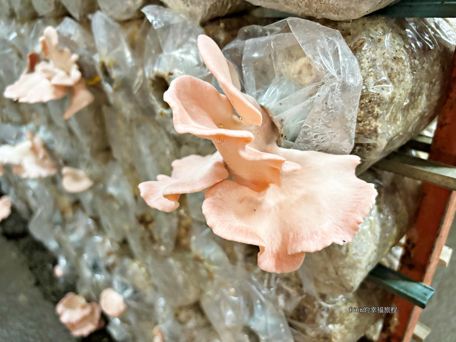 【南投景點】豐年靈芝菇類生態農場。免門票親子採香菇景點/認識各種類香菇/多款香菇週邊商品伴手禮/認識雞母蟲/南投雨天備案景點
