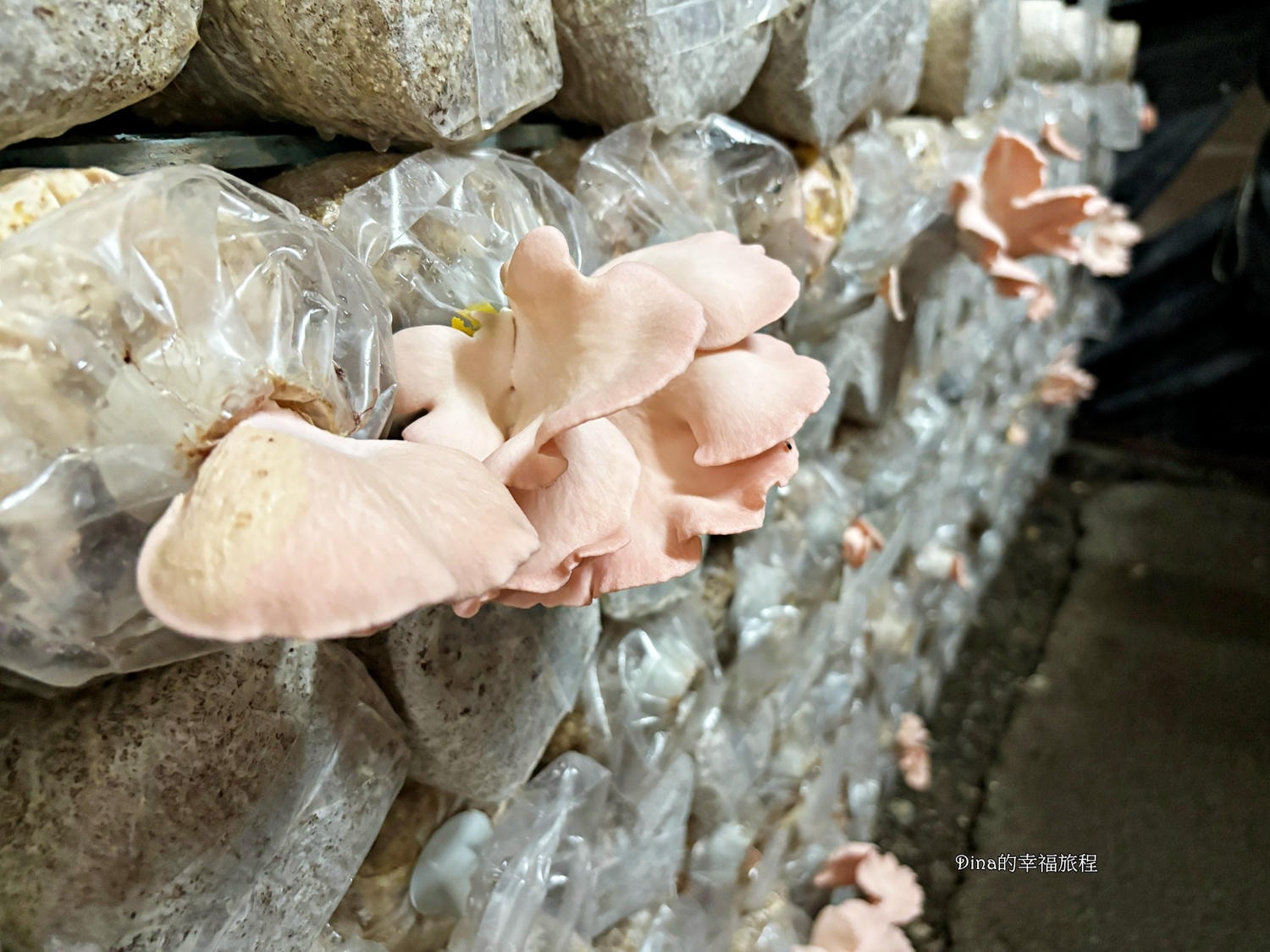 【南投景點】豐年靈芝菇類生態農場。免門票親子採香菇景點/認識各種類香菇/多款香菇週邊商品伴手禮/認識雞母蟲/南投雨天備案景點