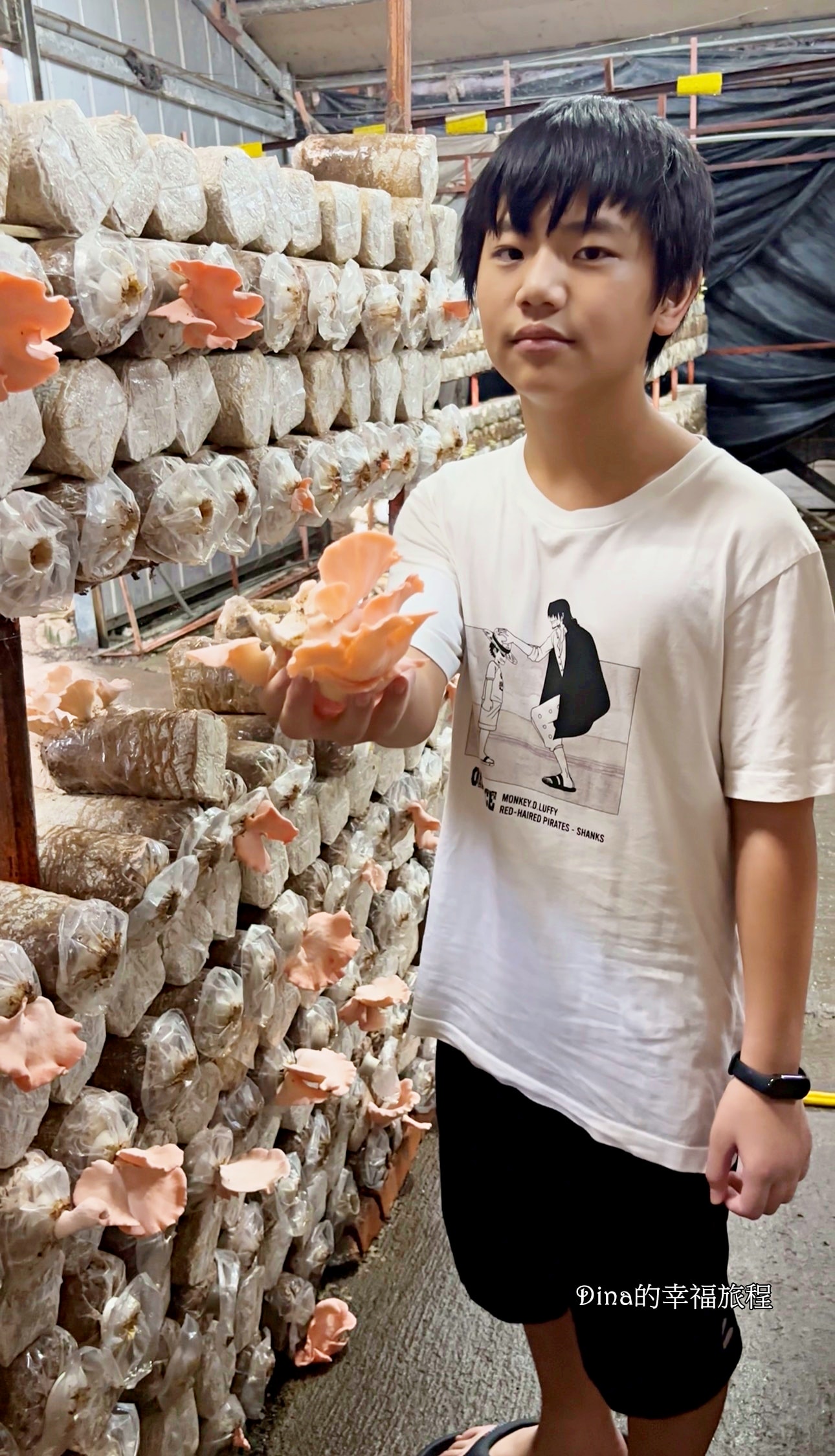 【南投景點】豐年靈芝菇類生態農場。免門票親子採香菇景點/認識各種類香菇/多款香菇週邊商品伴手禮/認識雞母蟲/南投雨天備案景點 - 第22張圖 【南投景點】豐年靈芝菇類生態農場。免門票親子採香菇景點/認識各種類香菇/多款香菇週邊商品伴手禮/認識雞母蟲/南投雨天備案景點