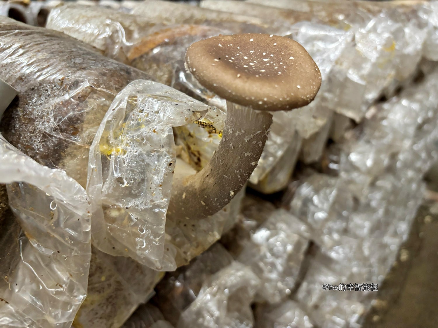 【南投景點】豐年靈芝菇類生態農場。免門票親子採香菇景點/認識各種類香菇/多款香菇週邊商品伴手禮/認識雞母蟲/南投雨天備案景點