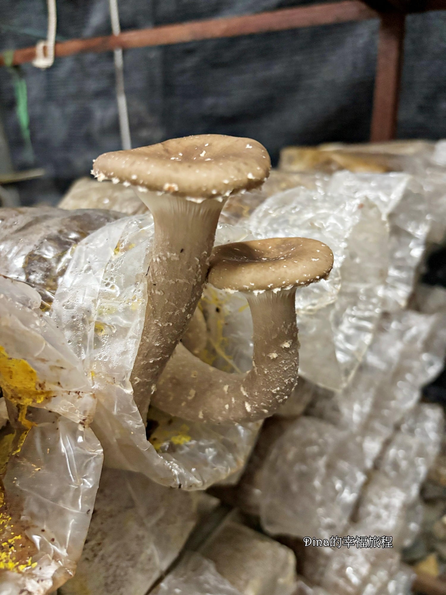 【南投景點】豐年靈芝菇類生態農場。免門票親子採香菇景點/認識各種類香菇/多款香菇週邊商品伴手禮/認識雞母蟲/南投雨天備案景點 - 第24張圖 【南投景點】豐年靈芝菇類生態農場。免門票親子採香菇景點/認識各種類香菇/多款香菇週邊商品伴手禮/認識雞母蟲/南投雨天備案景點