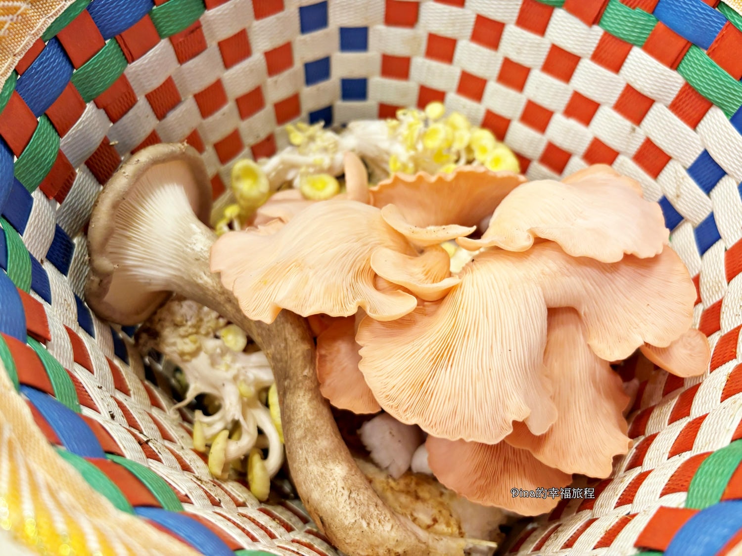 【南投景點】豐年靈芝菇類生態農場。免門票親子採香菇景點/認識各種類香菇/多款香菇週邊商品伴手禮/認識雞母蟲/南投雨天備案景點